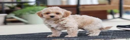 Maltipoo dogs for sale: Kelly - Ad 4