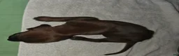 Redbone Coonhound dogs for sale: Redbone Coonhound 2(pink) - Ad 5