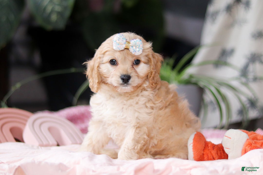 Cavapoo dogs for sale: Vivian - Ad 3