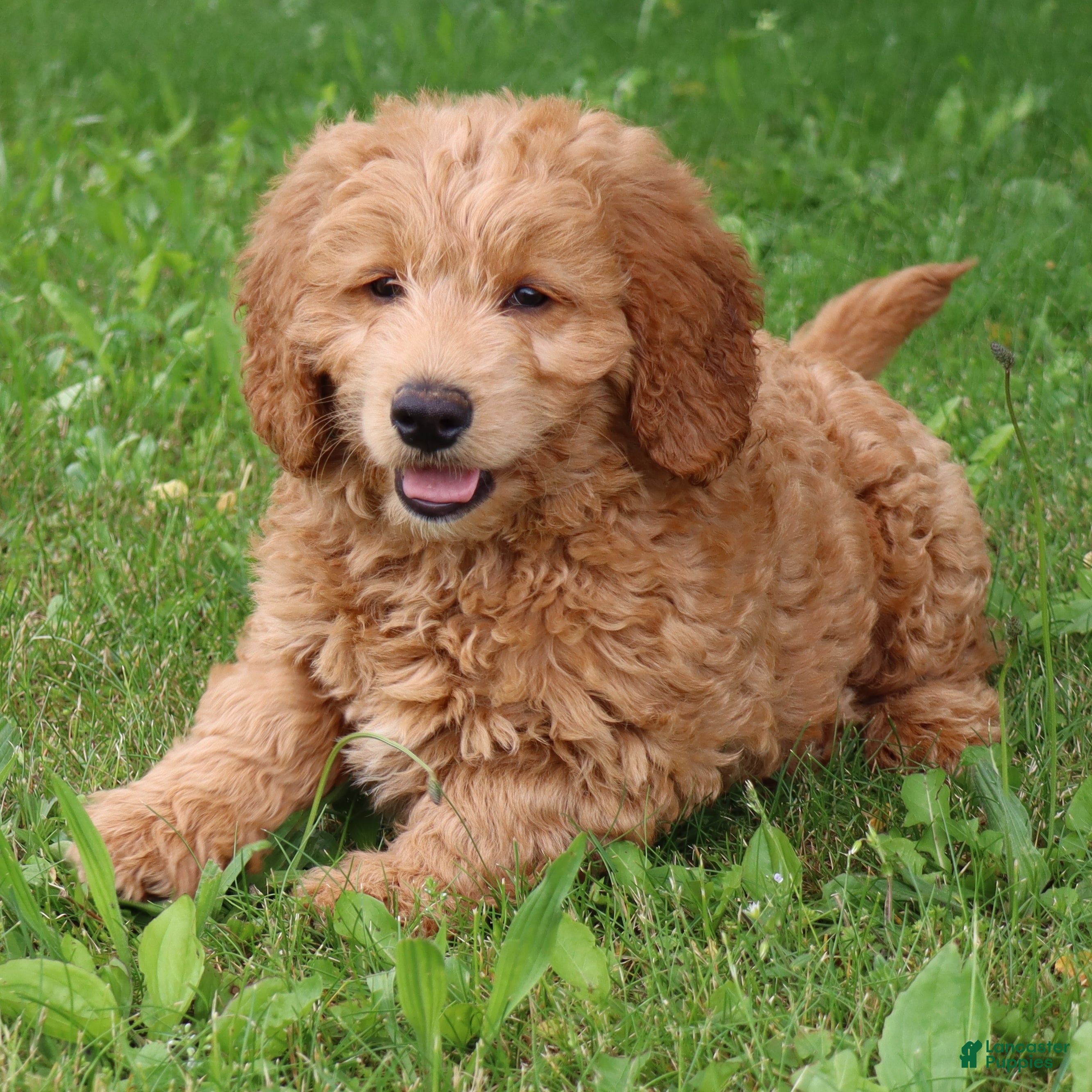 Mini Goldendoodle dogs Tyson - Ad 1