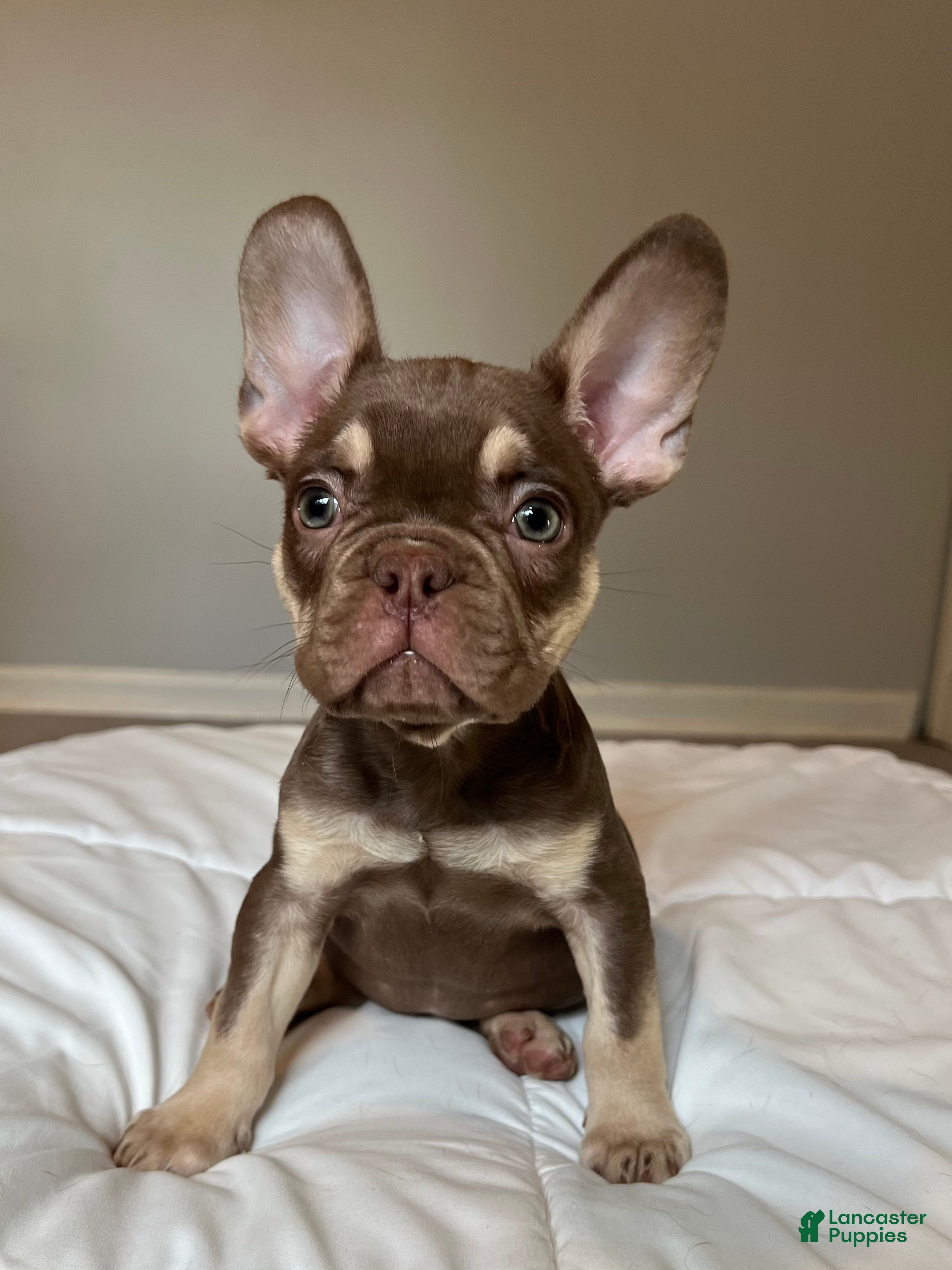 French Bulldog dogs Tucker - Ad 15