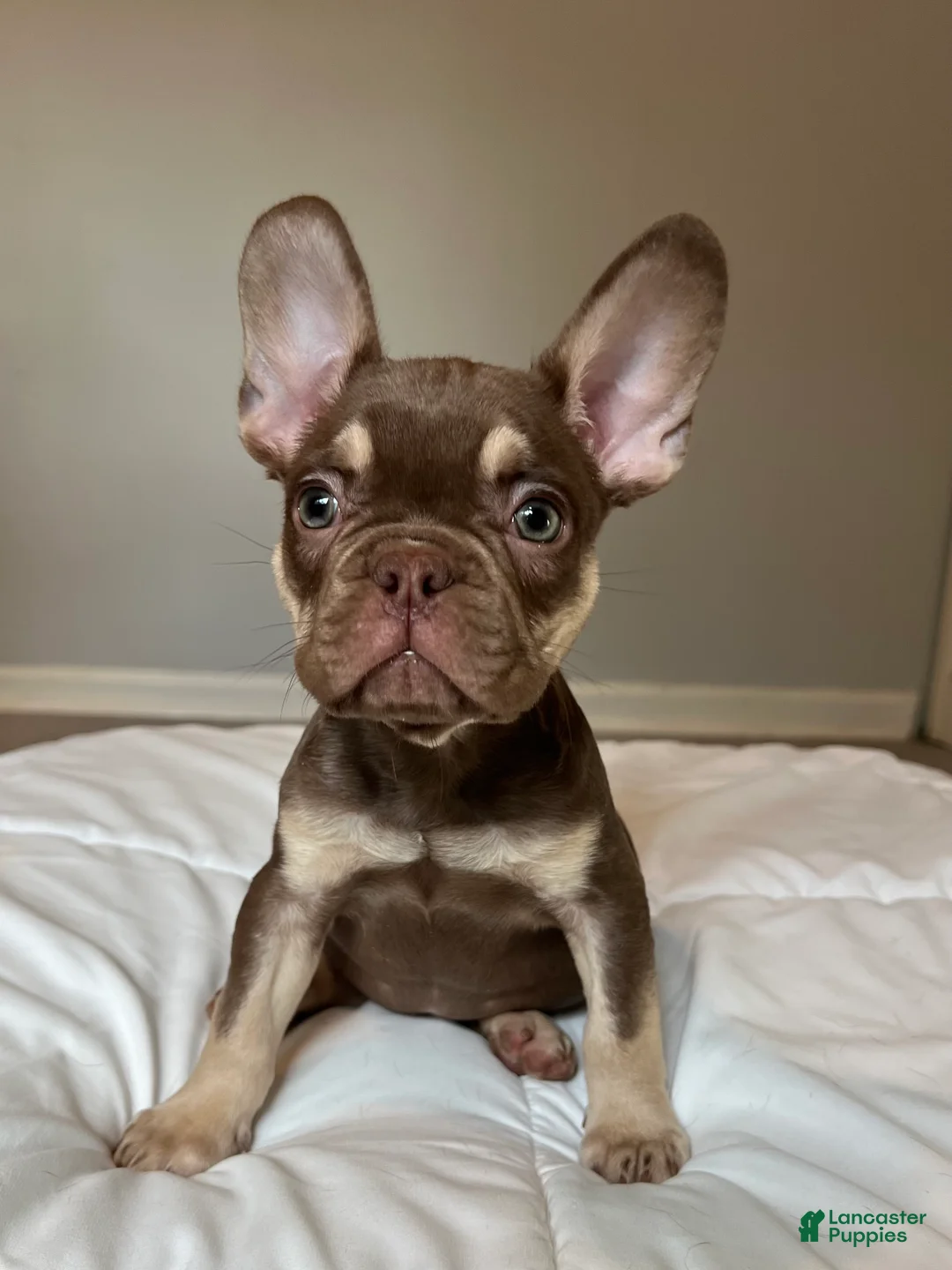 French Bulldog dogs for sale: Tucker - Ad 1