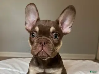 French Bulldog dogs Tucker - Ad 15