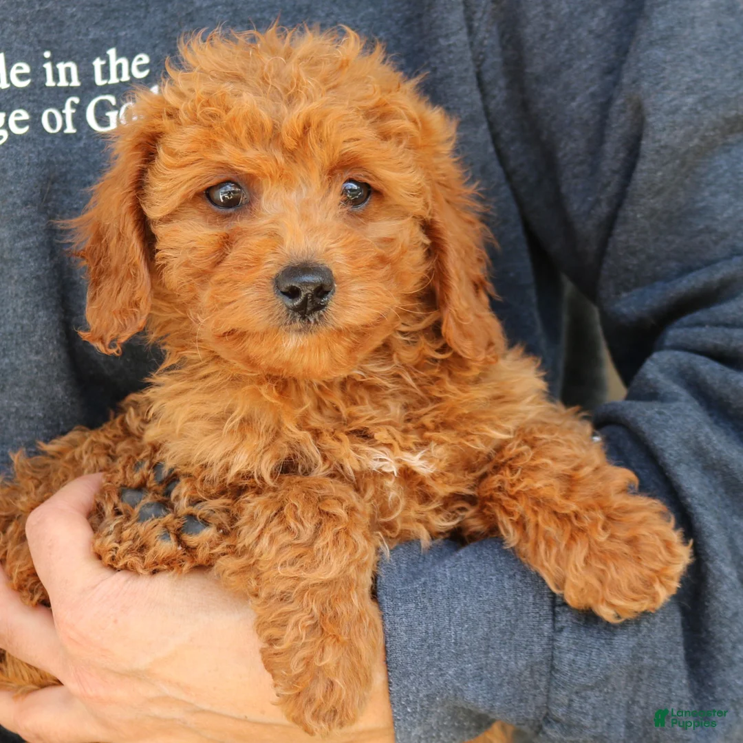 Mini Goldendoodle dogs for sale: Gia  - Ad 2