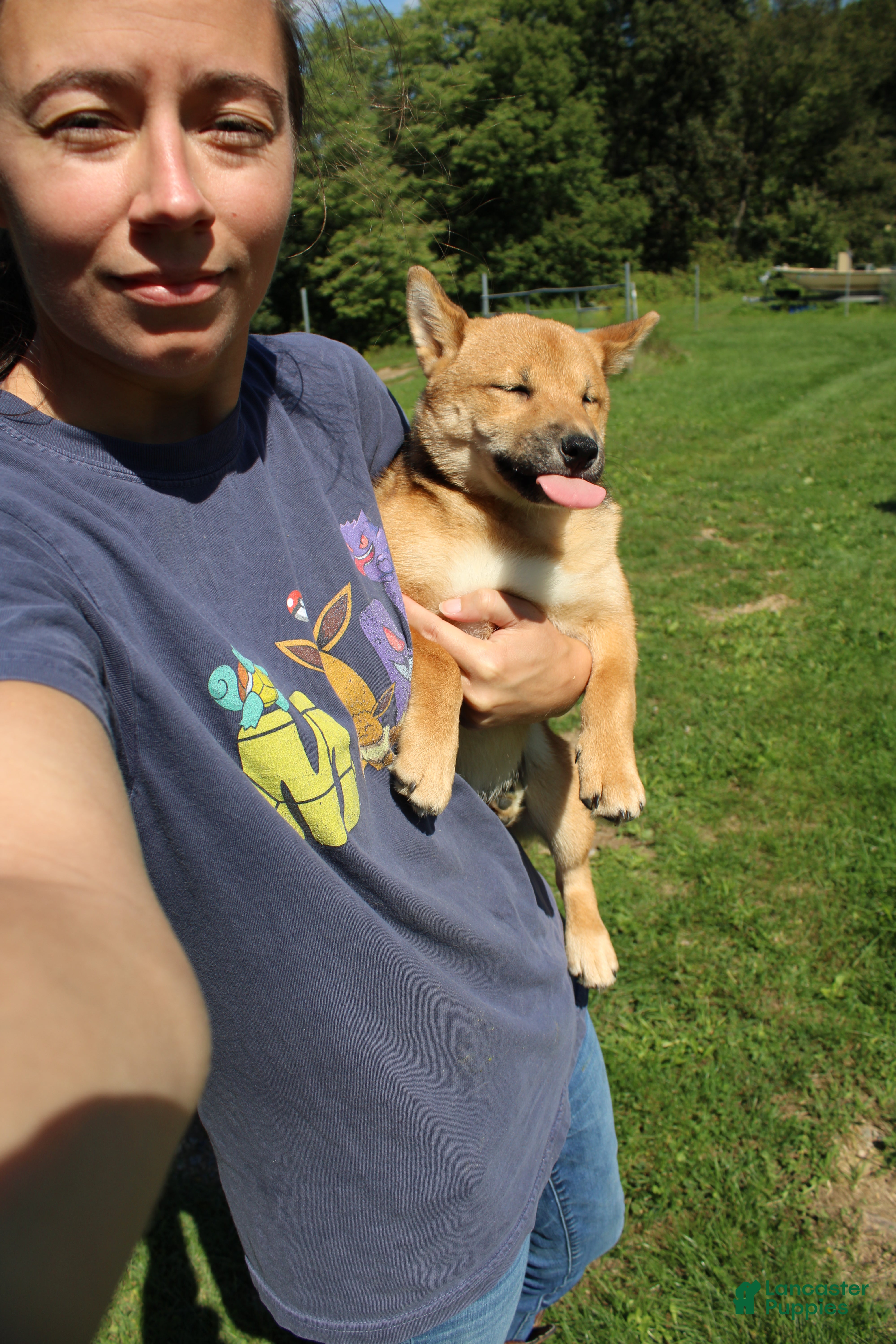 Shiba Inu dogs KitKat - Ad 1