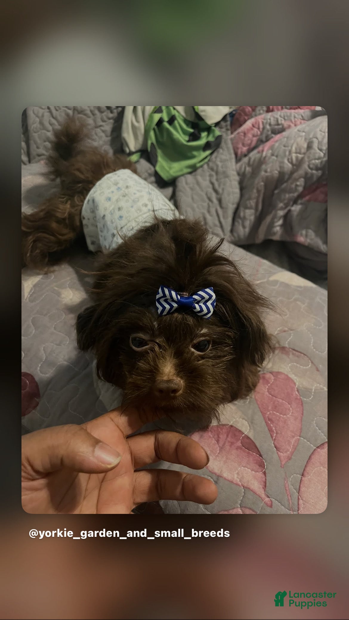 Yorkshire Terrier dogs Yorkshire Terrier 1 - Ad 1