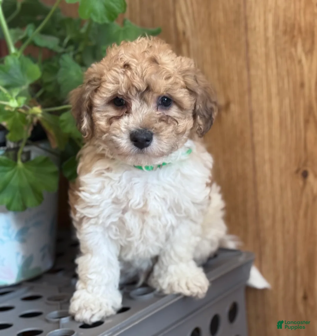 Bichpoo dogs for sale: Clown  - Ad 5