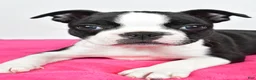 Boston Terrier dogs for sale: Violet - Ad 6