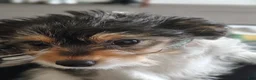 Yorkiepoo dogs for sale: Peaches - Ad 3