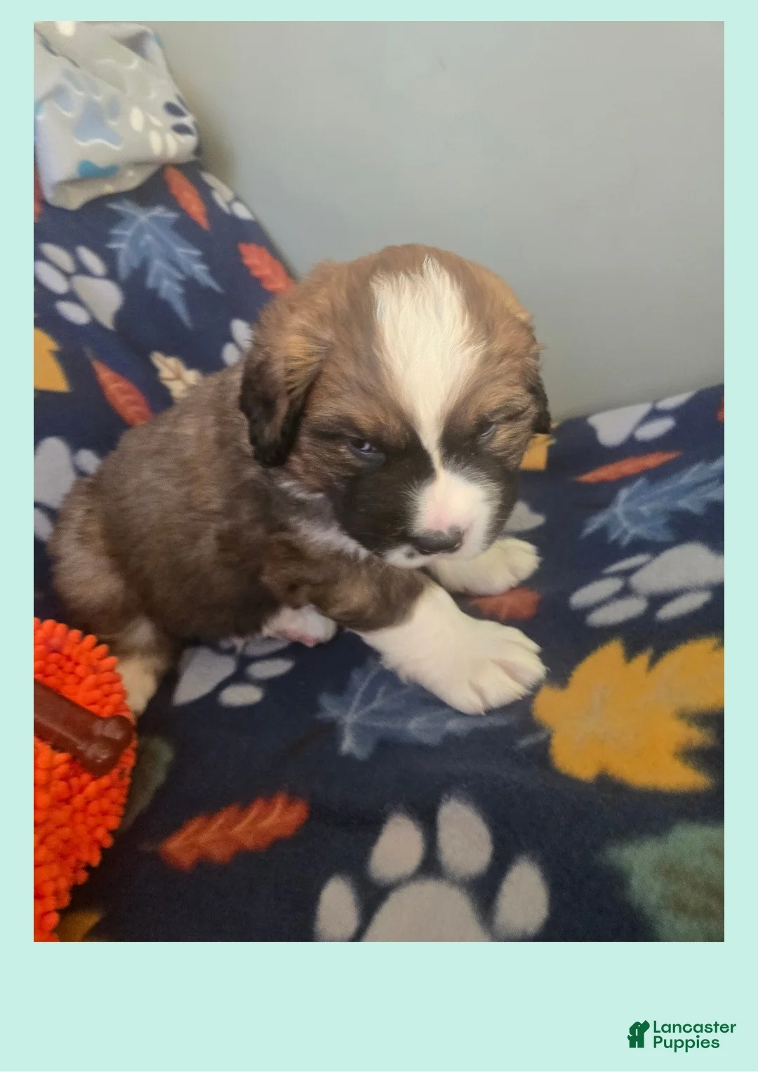 Mixed Breed dogs for sale: Zues - Ad 14