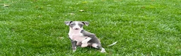 Italian Greyhound dogs for sale: Connor  - Ad 8