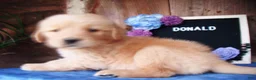 Golden Retriever dogs for sale: Donald - Ad 4