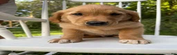 Golden Retriever dogs for sale: Bo  - Ad 14