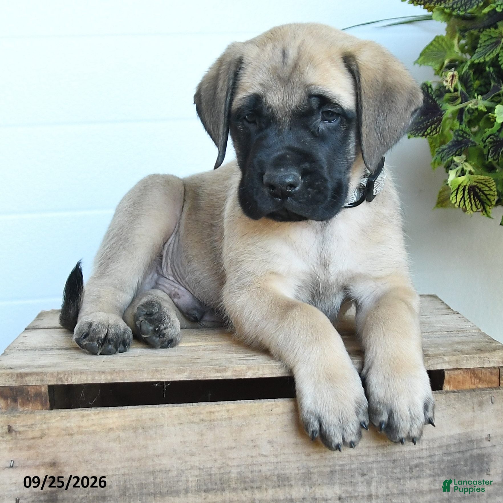 English Mastiff dogs Jordan - Ad 2