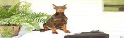 Doberman Pinscher dogs for sale: Tom - Ad 4