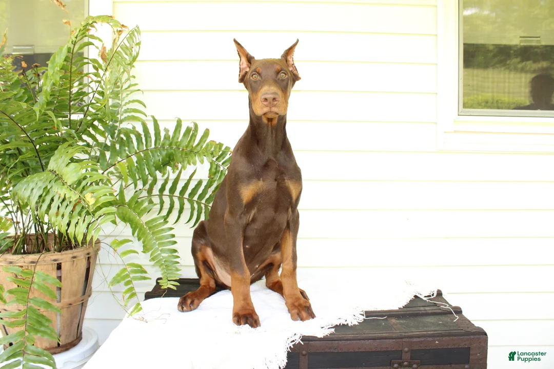 Doberman Pinscher dogs for sale: Tom - Ad 4