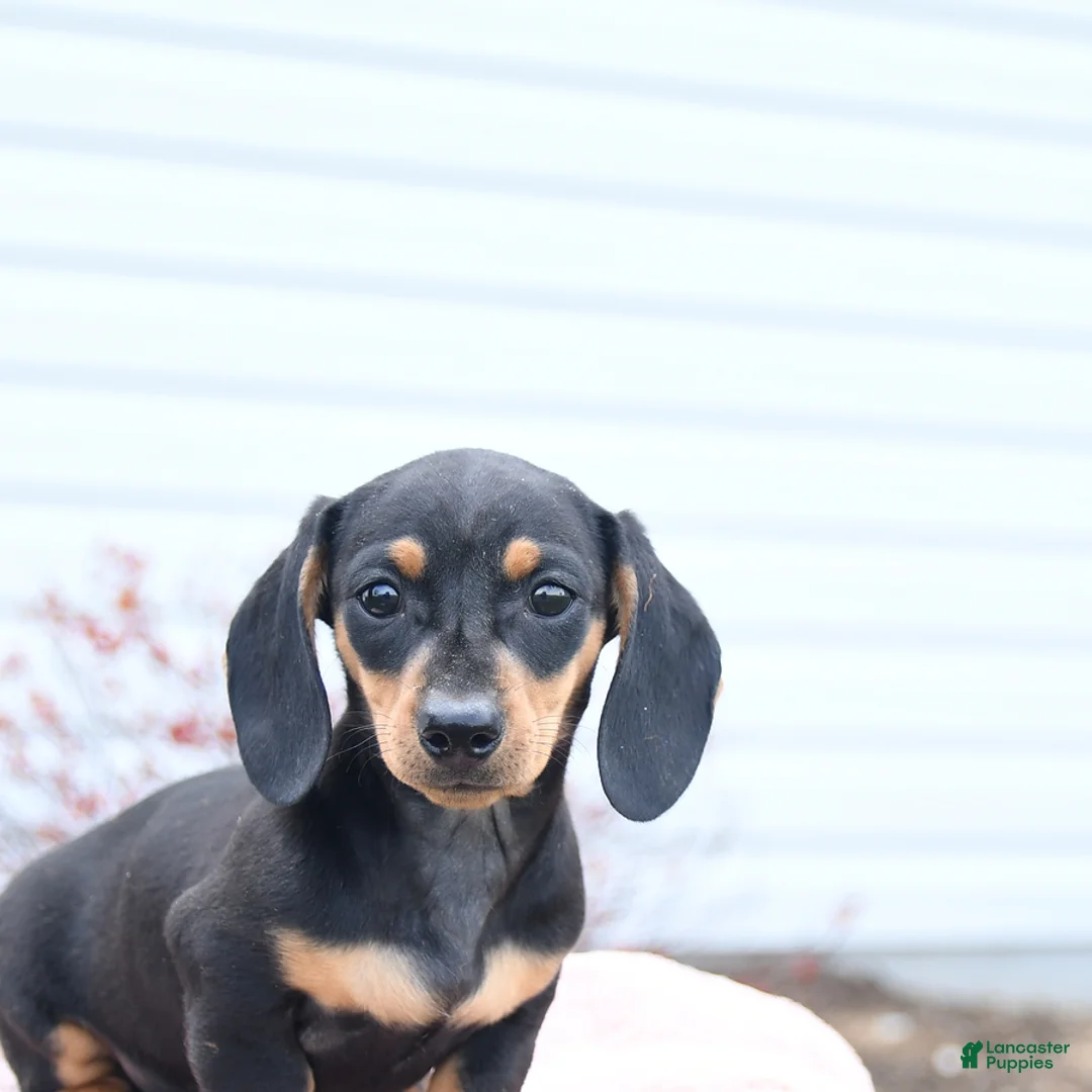 Miniature Dachshund dogs for sale: Yancy - Ad 2