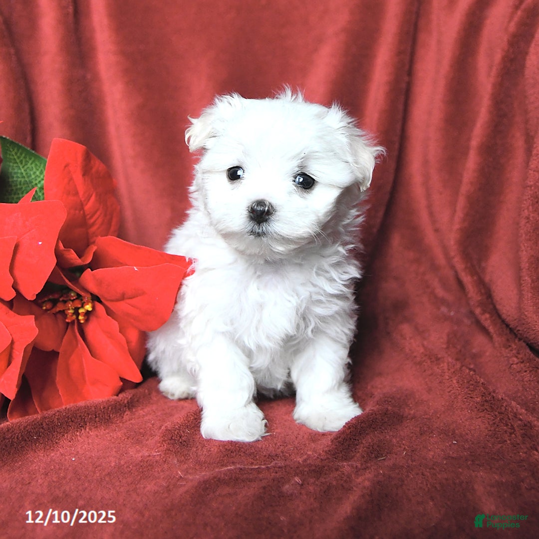 Maltese dogs for sale: Jazz - Ad 3