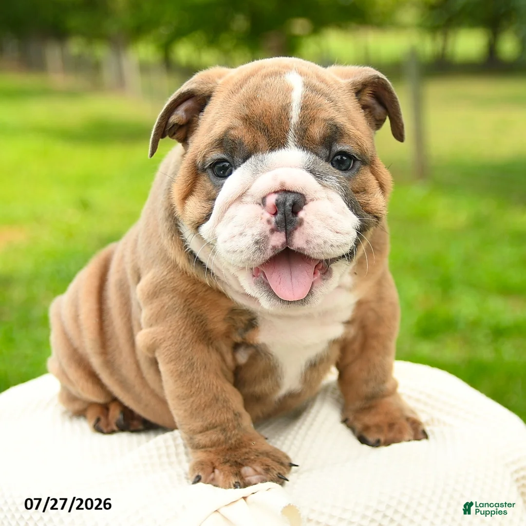 English Bulldog dogs for sale: Murphy - Ad 5