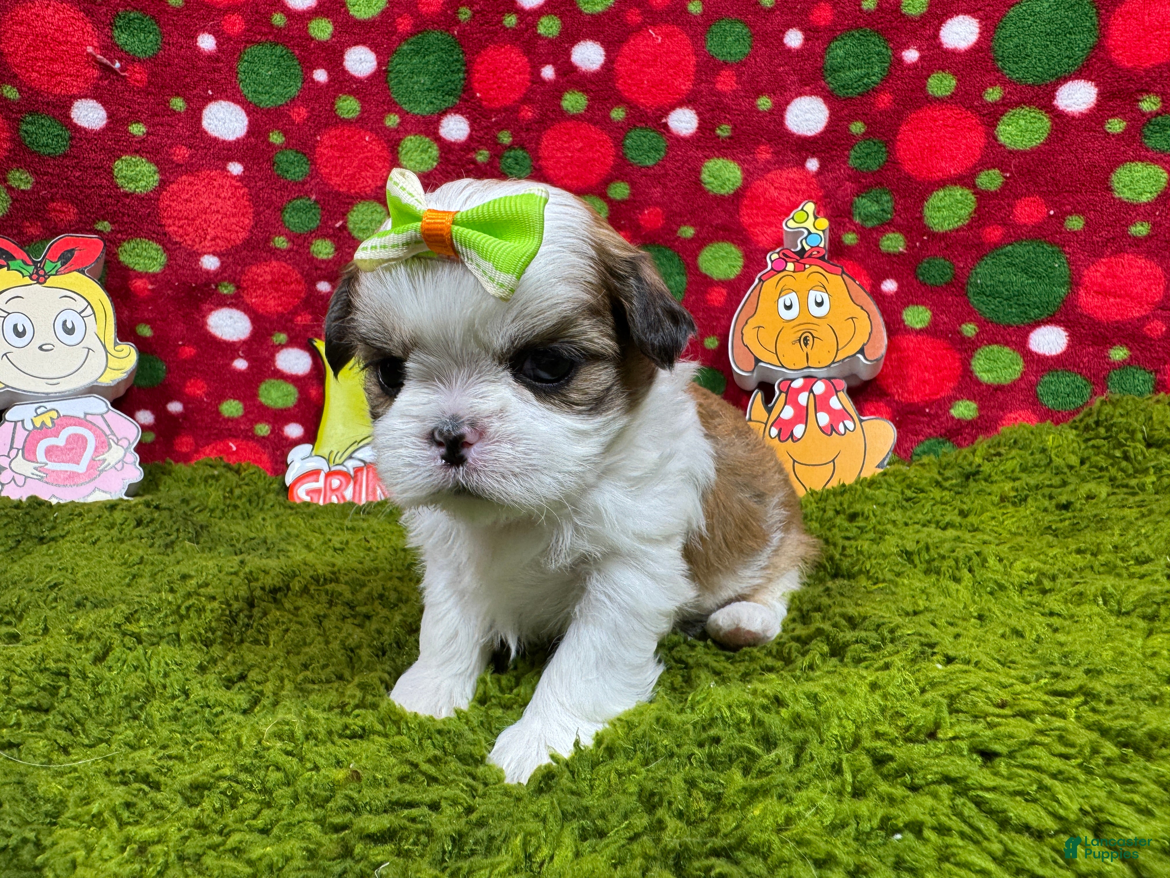 Shih Tzu dogs Shih Tzu Puppy 5 - Ad 11