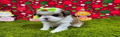 Shih Tzu Puppy 5