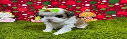 Shih Tzu dogs for sale: Shih Tzu Puppy 5 - Ad 1