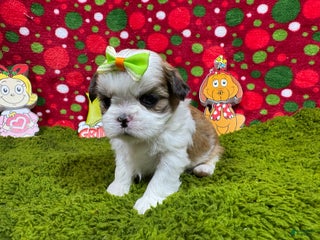 Shih Tzu dogs Shih Tzu Puppy 5 - Ad 4