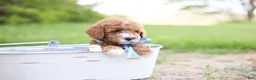 Goldendoodle dogs for sale: Auggie - Ad 4