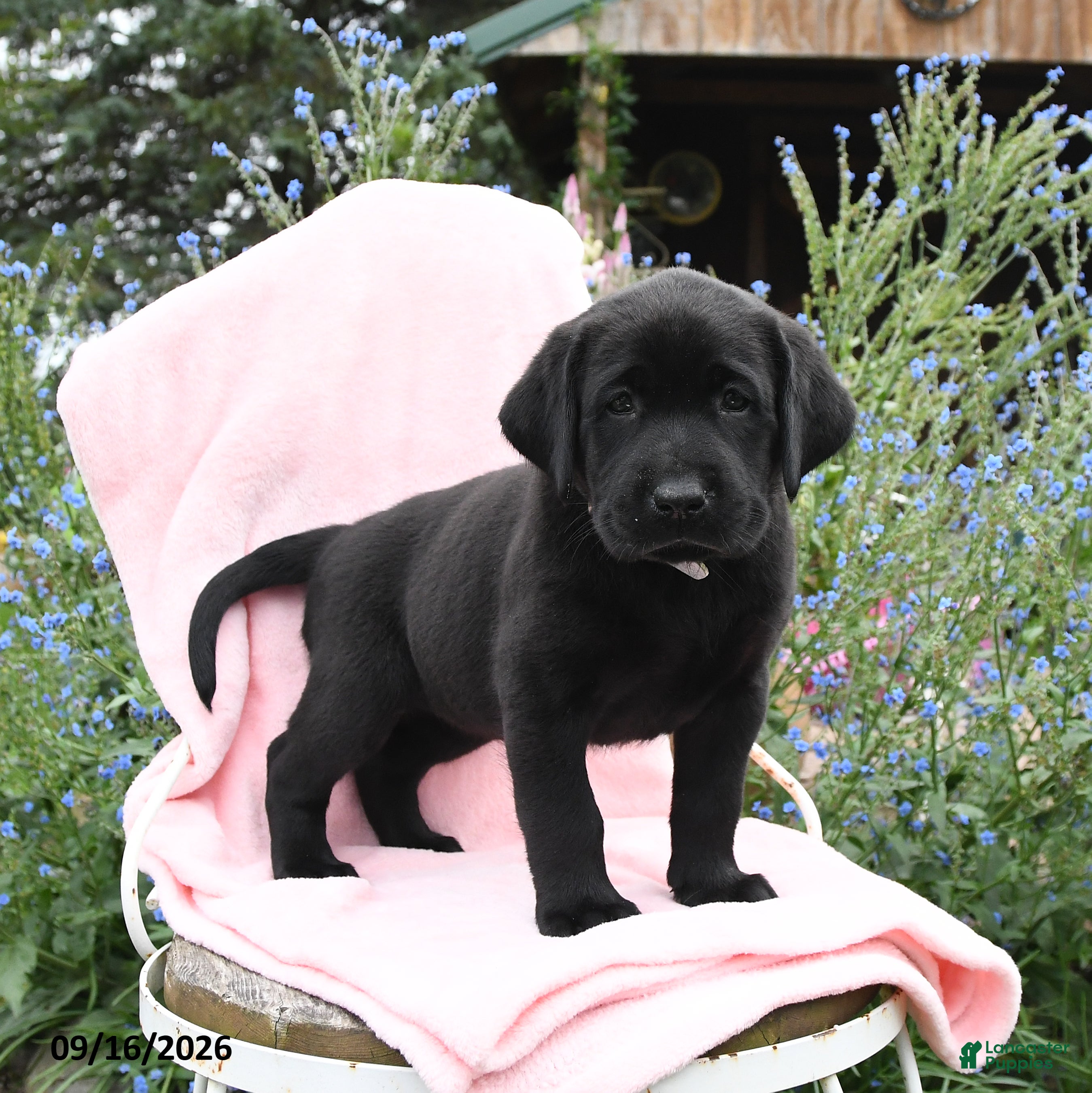 Labrador Retriever dogs for sale: Mattie - Ad 3