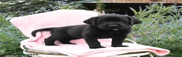 Labrador Retriever dogs for sale: Mattie - Ad 1