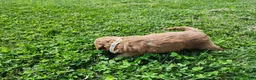 Standard Poodle dogs for sale: Rose - Ad 5