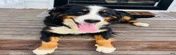 Bernese Mountain Dog dogs for sale: Dark blue Male  - Ad 2