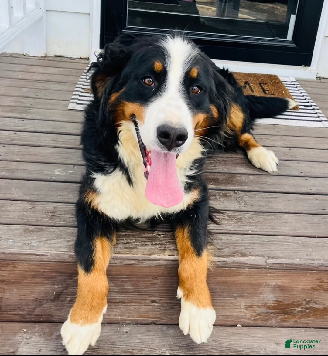 Bernese Mountain Dog dogs for sale: Dark blue Male  - Ad 2