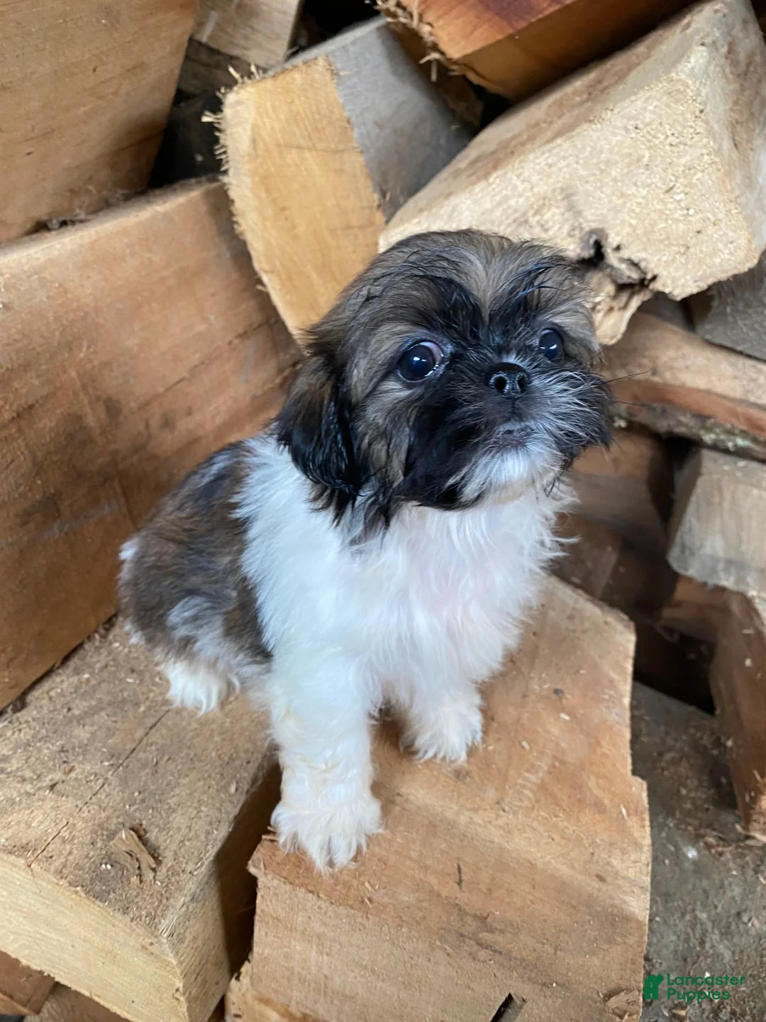 Shih Tzu dogs for sale: Scout - Ad 9
