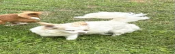 Chihuahua dogs for sale: Chihuahua 2 - Ad 5