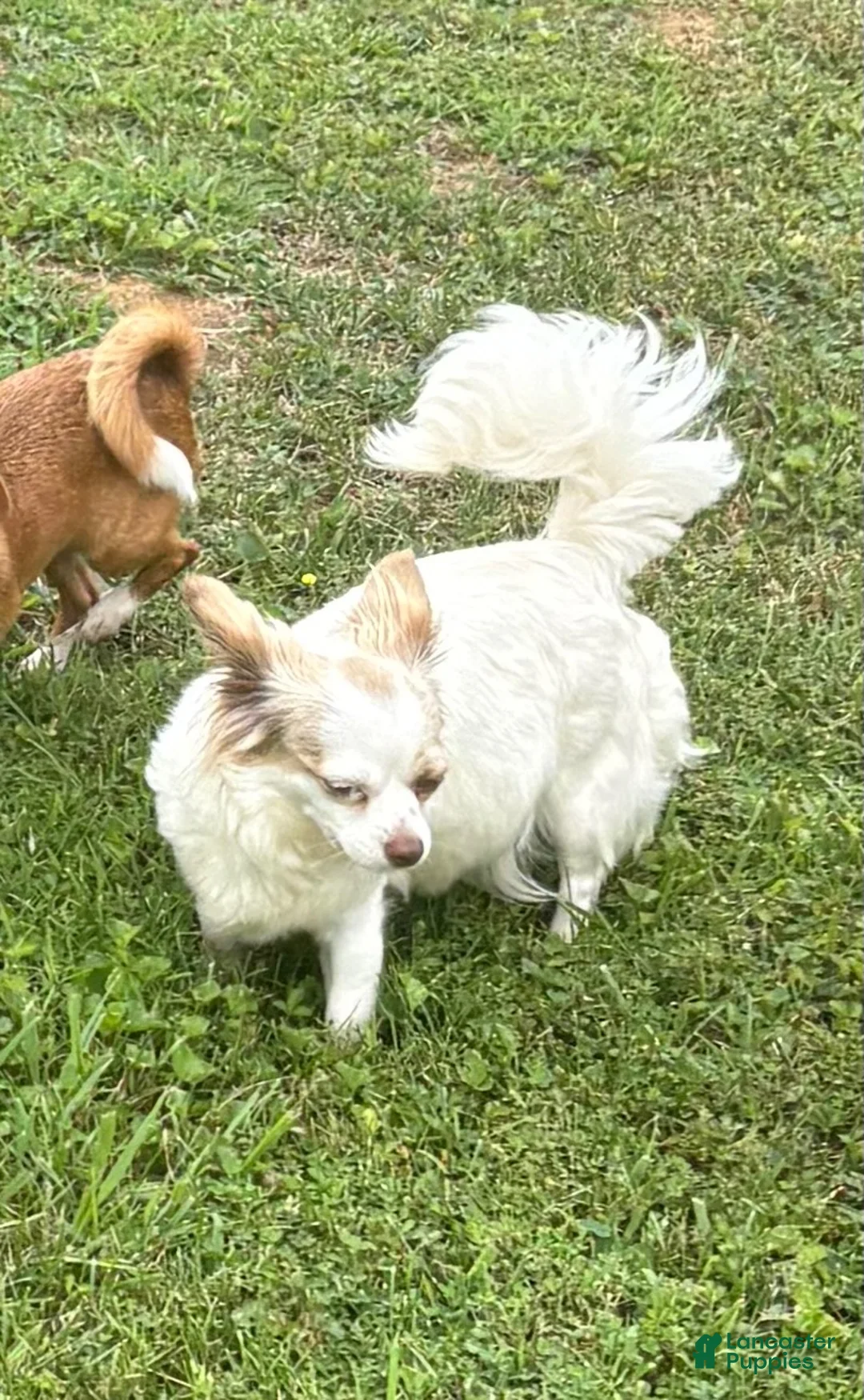 Chihuahua dogs for sale: Chihuahua 2 - Ad 5