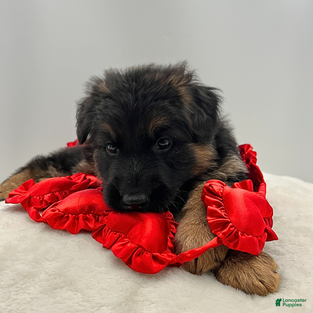 German Shepherd dogs Bree - Ad 31