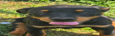 Rottweiler 3