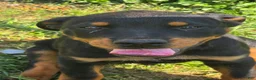 Rottweiler dogs for sale: Rottweiler 3 - Ad 1