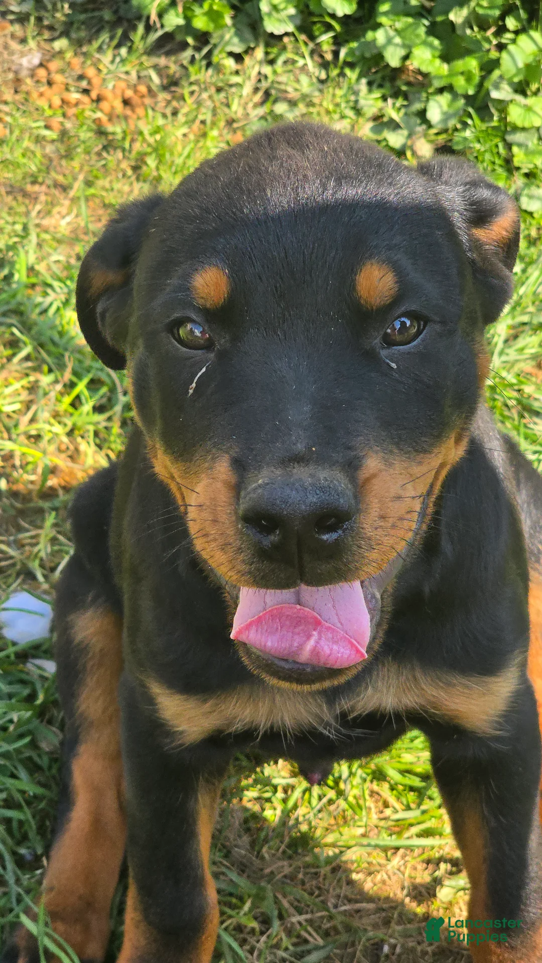 Rottweiler dogs for sale: Rottweiler 3 - Ad 1