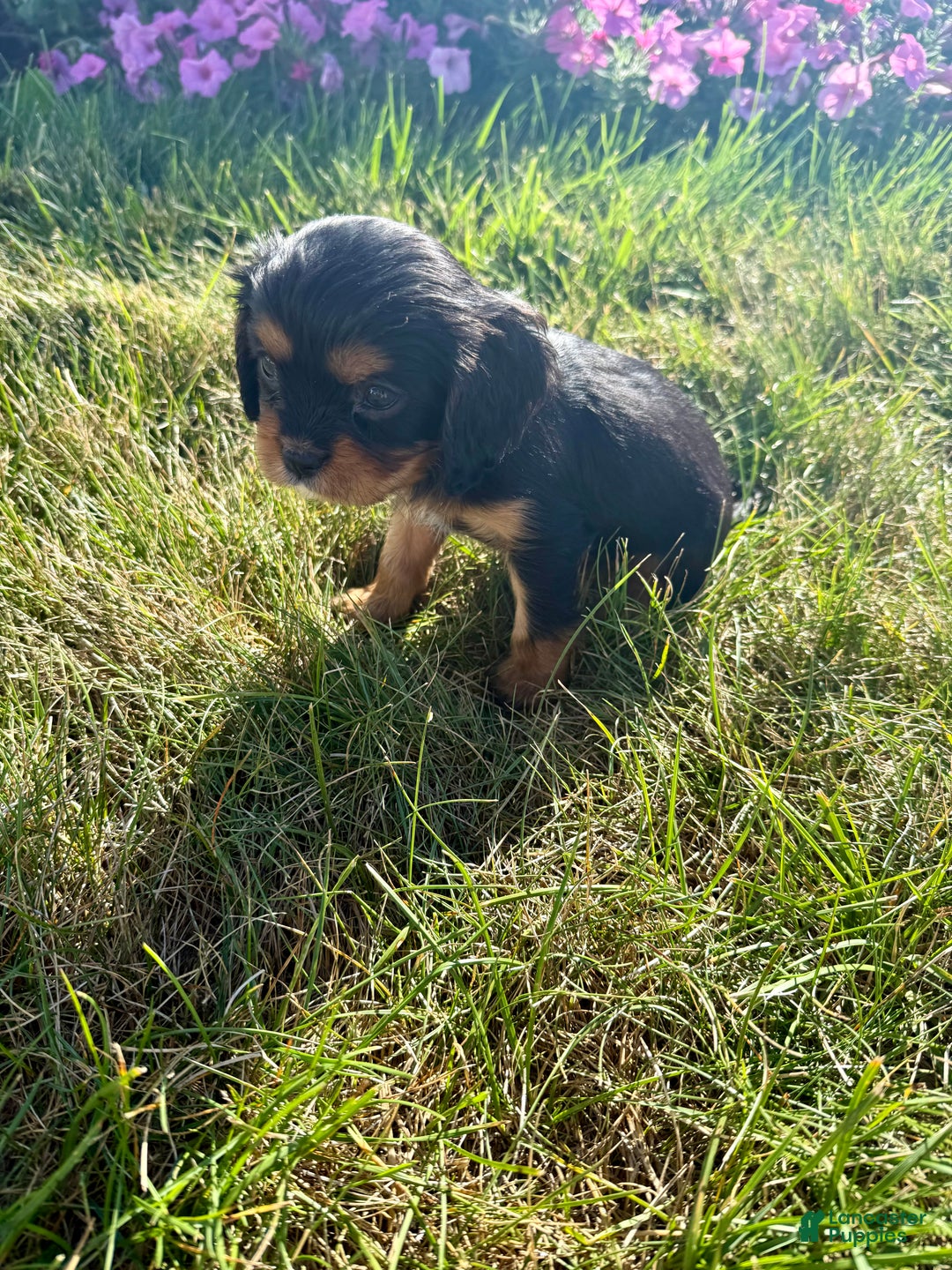 Cavalier King Charles Spaniel dogs for sale: Roscoe - Ad 36