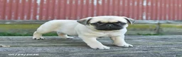 Pug dogs for sale: Lucky - Ad 4
