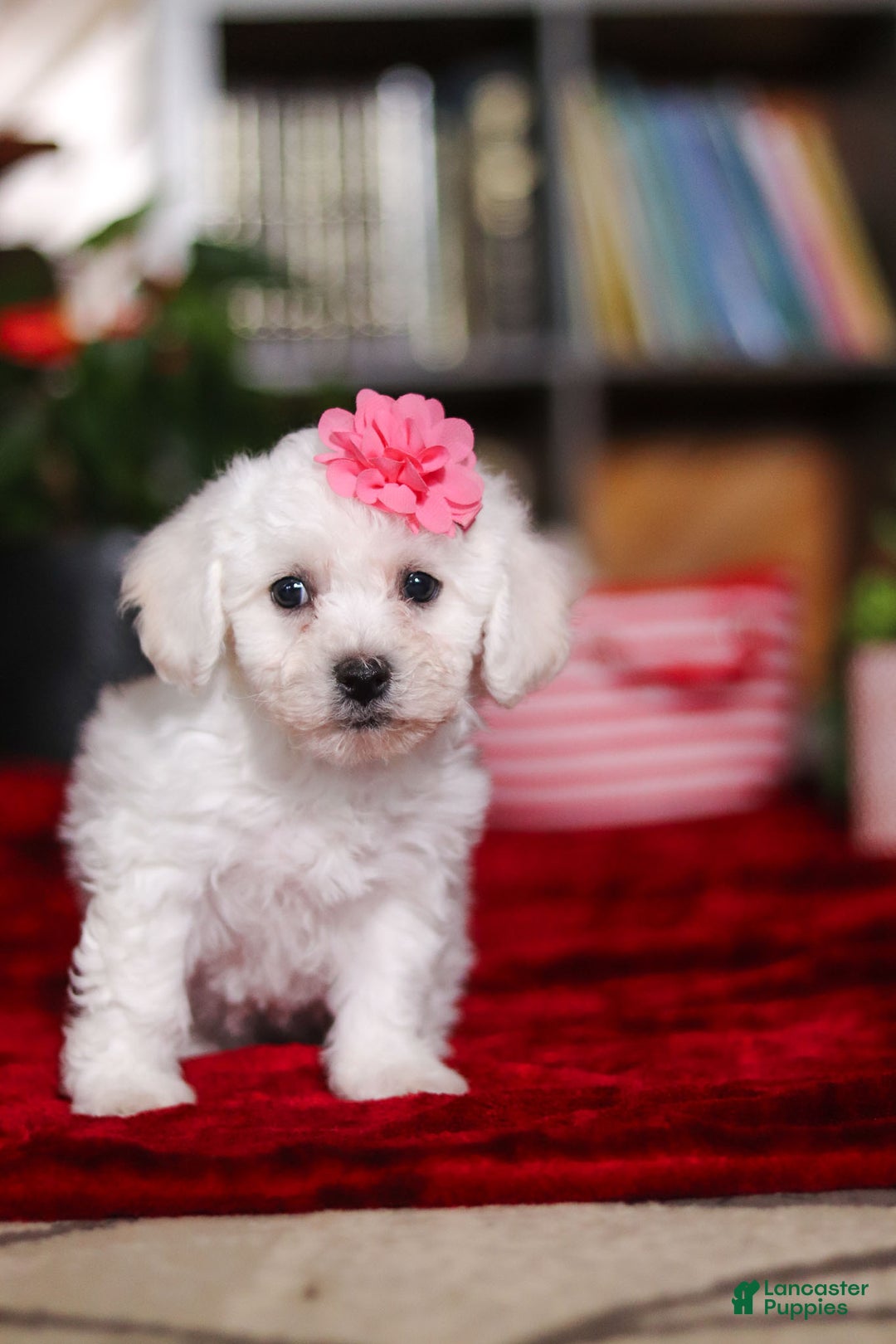 Bichon Frise dogs for sale: Roanna - Ad 2