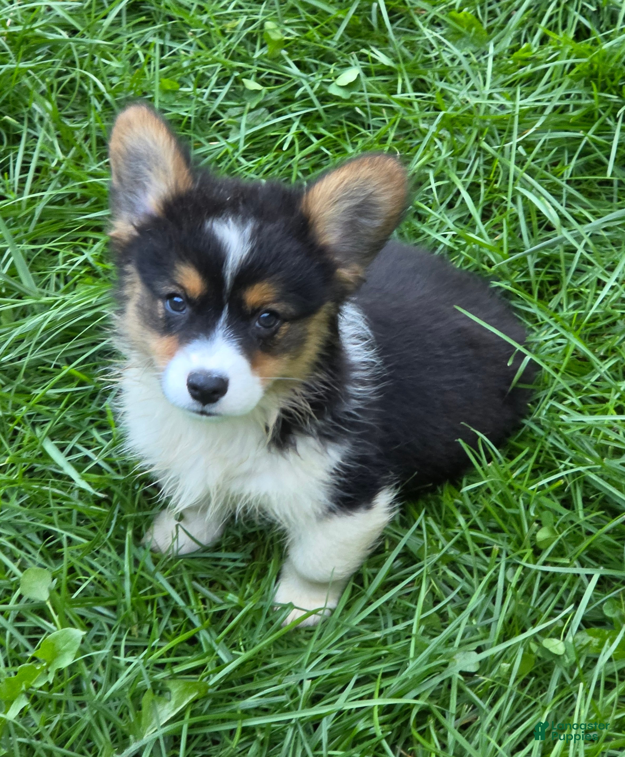Welsh Corgi Pembroke dogs Puffy the Fluffy - Ad 2