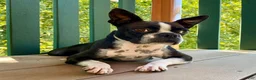Frenchton dogs for sale: Mr. Oliver  - Ad 12