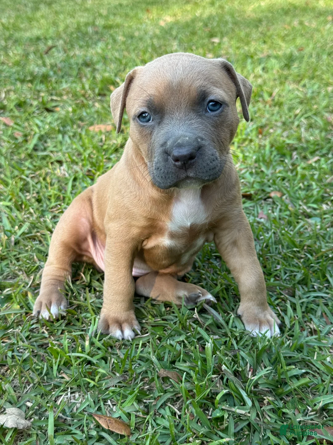 American Pit Bull Terrier dogs for sale: Beauty - Ad 2