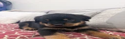 Rottweiler dogs for sale: GREEN collar boy - Ad 3