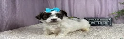 Shihpoo dogs for sale: Shihpoo 3 - Ad 3