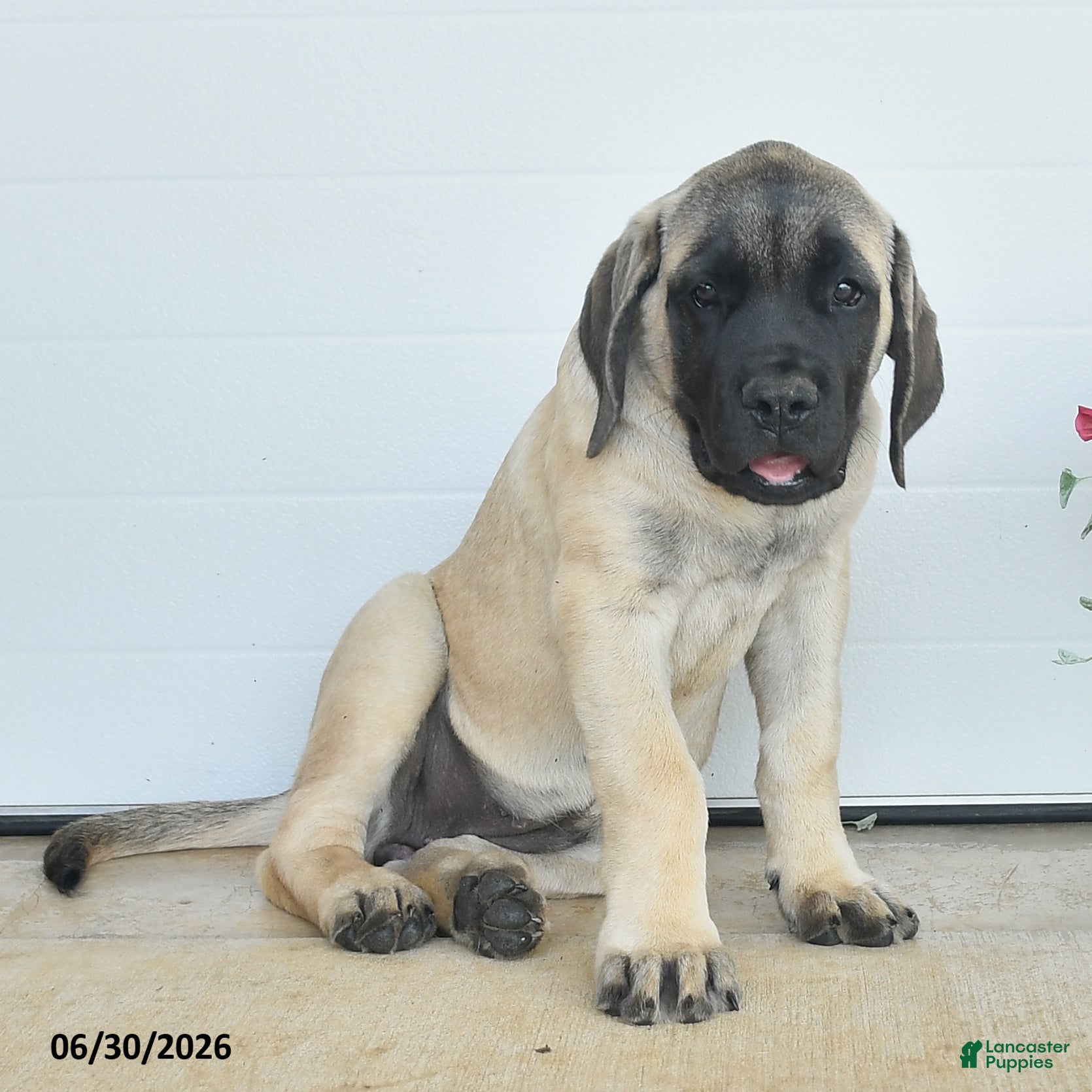 English Mastiff dogs Jemima - Ad 1