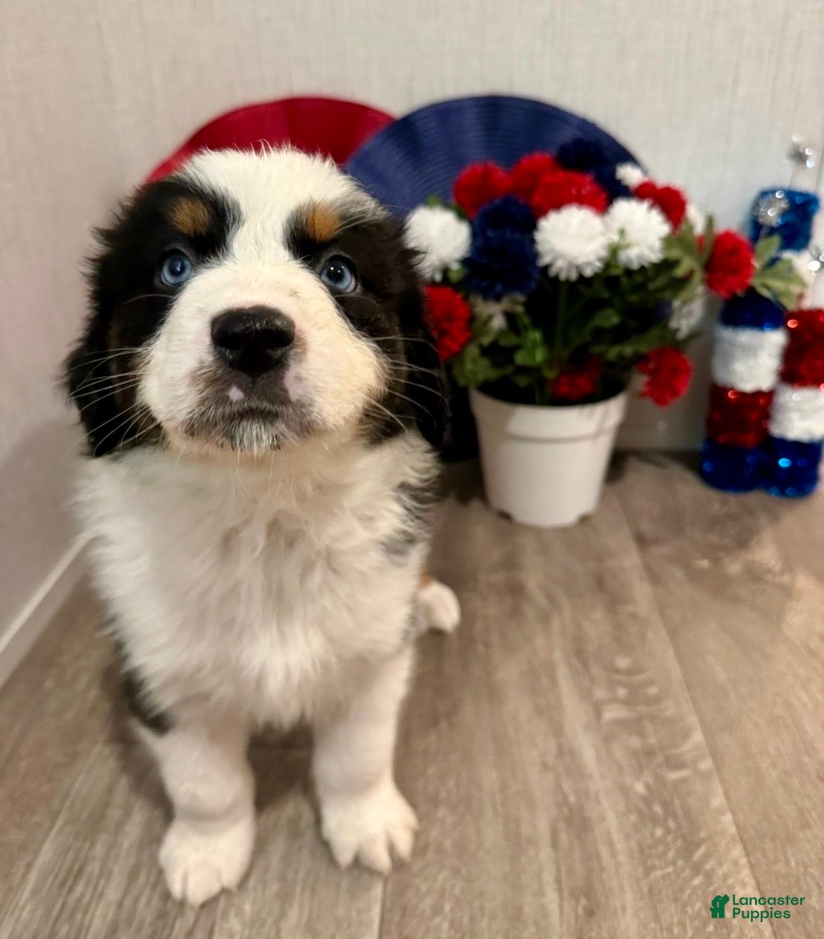 Australian Shepherd dogs Cash  - Ad 2